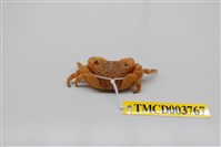 藏品(褶痕厚紋蟹)的圖片